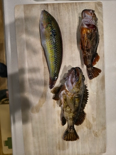 カサゴの釣果