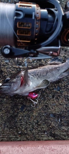 クロソイの釣果