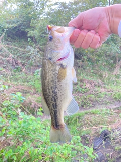 ラージマウスバスの釣果