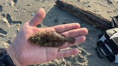 キスの釣果