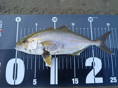 ショゴの釣果