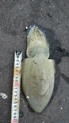 コウイカの釣果