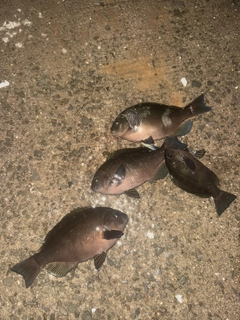 グレの釣果