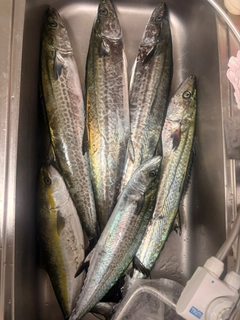 サワラの釣果