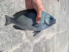 グレの釣果