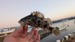 タケノコメバルの釣果