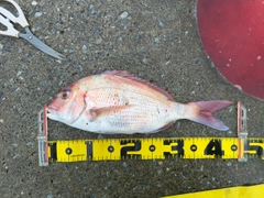 マダイの釣果