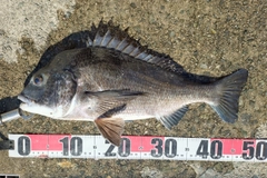 チヌの釣果