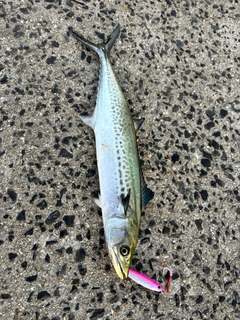 サゴシの釣果