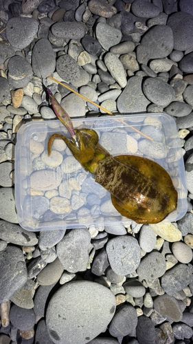 静岡県で釣れたアオリイカの釣り・釣果情報 - アングラーズ | 釣果600