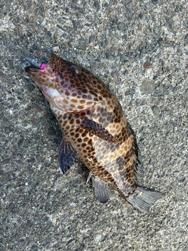 静岡県で釣れたアオリイカの釣り・釣果情報 - アングラーズ | 釣果600