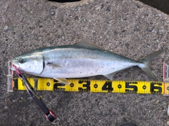 ワラサの釣果