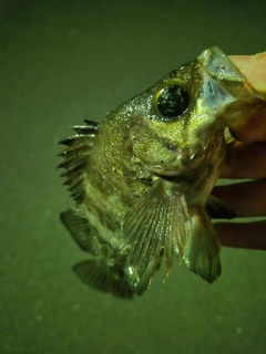 メバルの釣果