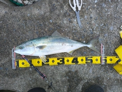 イナダの釣果