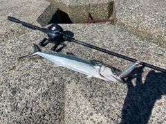 サゴシの釣果