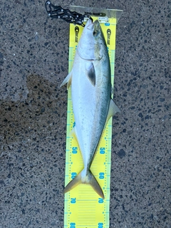 ブリの釣果