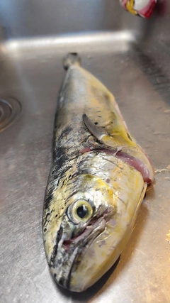 シイラの釣果