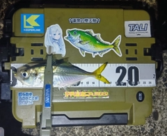 マアジの釣果
