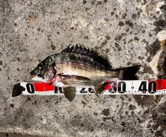 チヌの釣果
