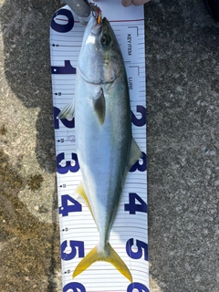 イナダの釣果