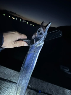 タチウオの釣果