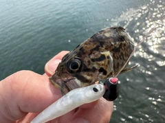 クロソイの釣果