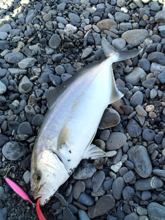ショゴの釣果