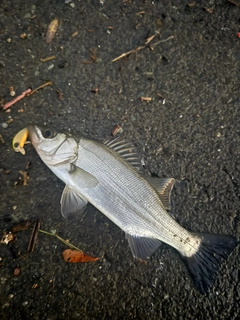 セイゴ（ヒラスズキ）の釣果