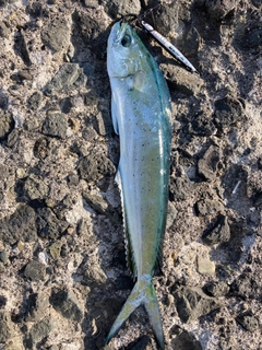 シイラの釣果