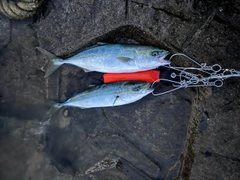 イナダの釣果