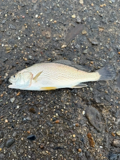 シログチの釣果