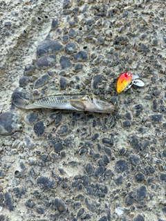 ハゼの釣果