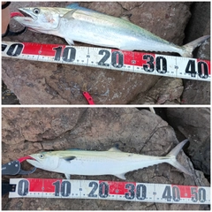サゴシの釣果