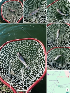 ニジマスの釣果