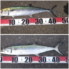サゴシの釣果