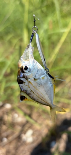 メッキの釣果