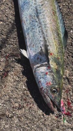 サゴシの釣果