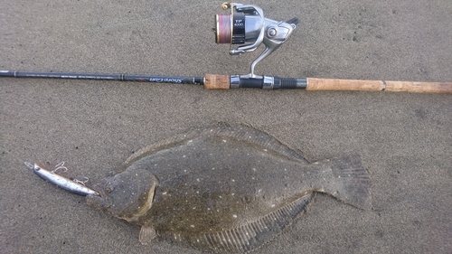 ヒラメの釣果