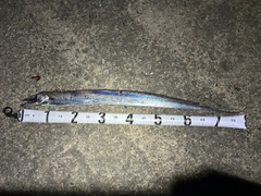 タチウオの釣果