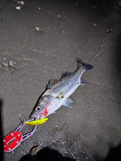 フッコ（マルスズキ）の釣果