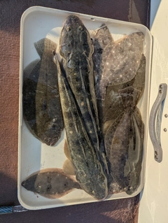 ガンゾウビラメの釣果