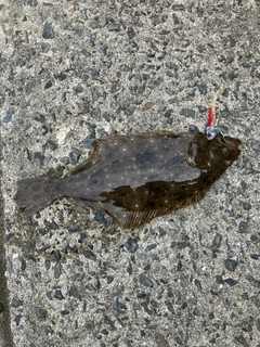 ヒラメの釣果