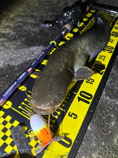 ナマズの釣果