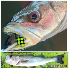 シーバスの釣果