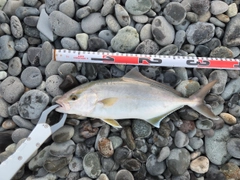 ショゴの釣果