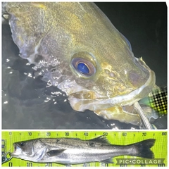 シーバスの釣果
