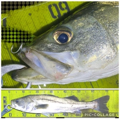 シーバスの釣果