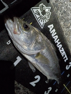 セイゴ（マルスズキ）の釣果