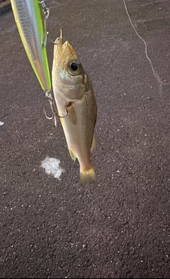 セイゴ（マルスズキ）の釣果