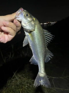 セイゴ（ヒラスズキ）の釣果